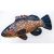 PILLOW THE DUSKY GROUPER 100CM