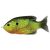 LIVETARGET SUNFISH WALKING BAIT FLORESCENT PUMPKINSEED 75 MM 12 G