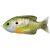 LIVETARGET SUNFISH WALKING BAIT NATURAL/GREEN BLUEGILL 75 MM 12 G