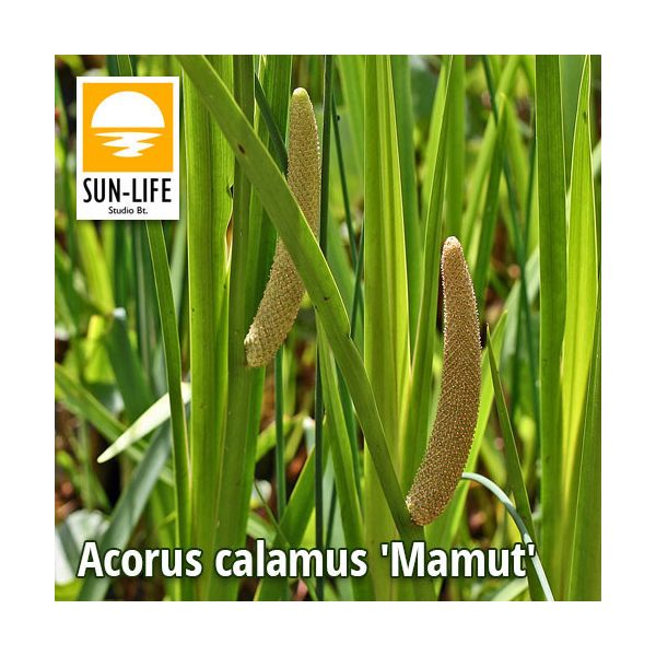 Acorus calamus Mamut / Orvosi kálmos (2)