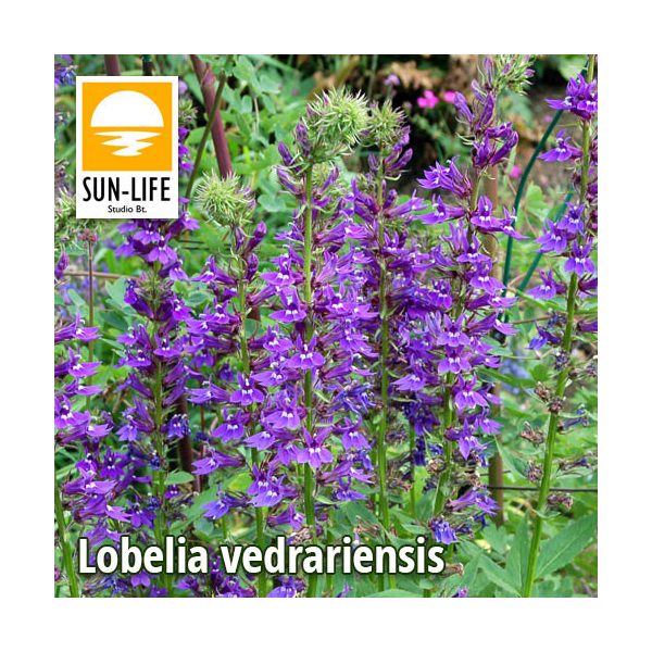 Lobelia vedrariensis / Lila lobélia (65)