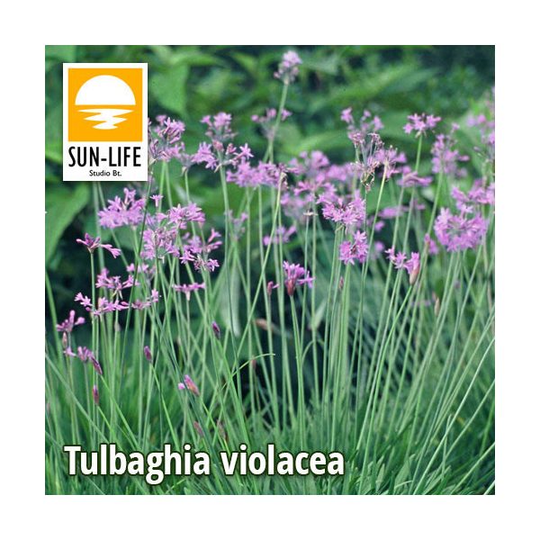 Tulbaghia violacea / Fokföldi csillagvirág (127)