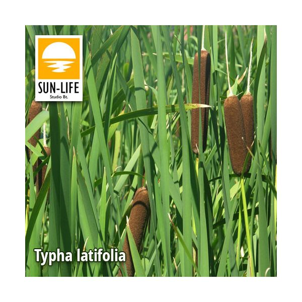 Typha latifolia / Széleslevelű gyékény (129)