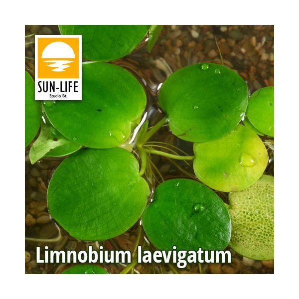Limnobium laevigatum ( 224 )