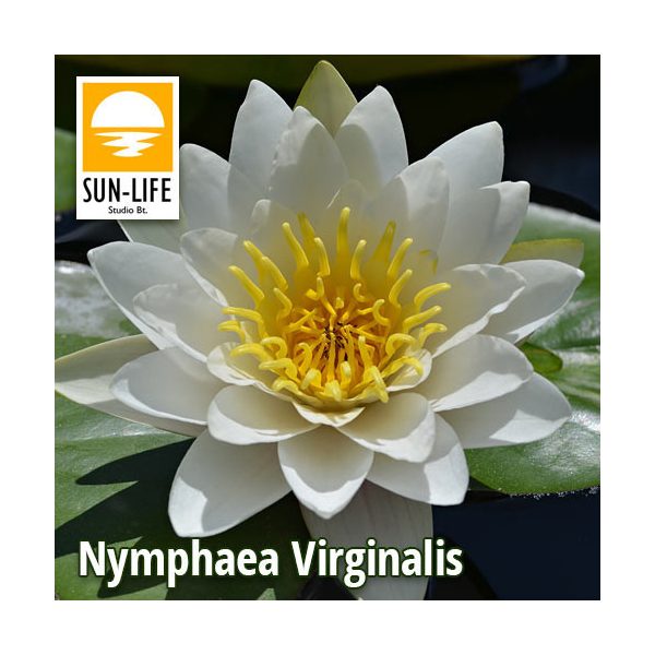 Nymphaea Virginalis ( VIR )