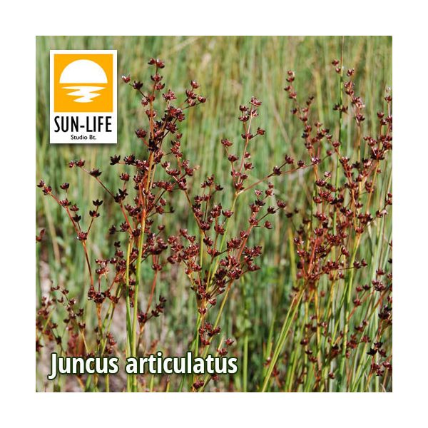 Juncus articulatus / Fülemileszittyó