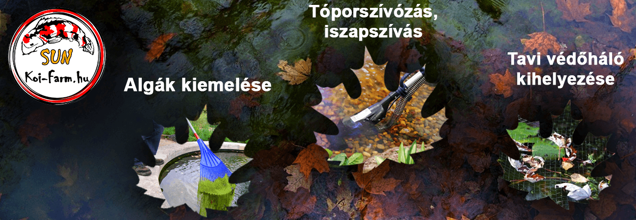 kerti-to-oszi-karbantartas-tavi-tisztitas-kertito-oszzel-vedelem-koi-farm-webshop.png